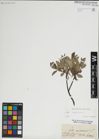 Foto von Salix lapponum L.